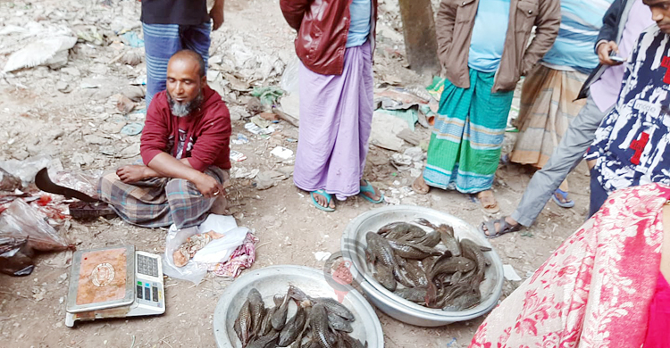 ক্ষতিকর সাকার মাছ বিক্রি হচ্ছে পাড়া-মহল্লায়