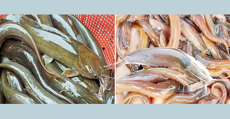 গোঁফযুক্ত মাছ আমদানি করায় চার বাংলাদেশির বিরুদ্ধে অভিযোগ গঠন