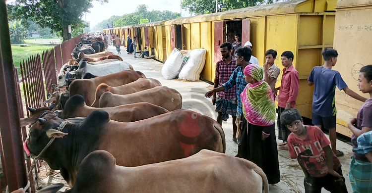 জামালপুর থেকে ৮০০ গরু নিয়ে ‘ক্যাটল স্পেশাল ট্রেন’ ঢাকায়