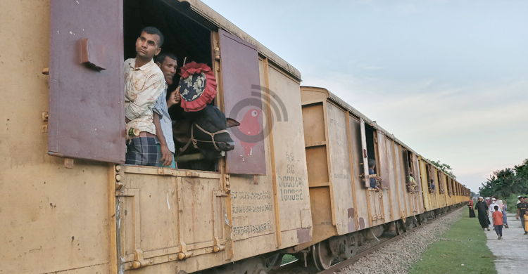 জামালপুর থেকে ৮০০ গরু নিয়ে ‘ক্যাটল স্পেশাল ট্রেন’ ঢাকায়
