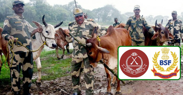 গরু পাচার : বিএসএফের বক্তব্যের কড়া প্রতিবাদ বিজিবির