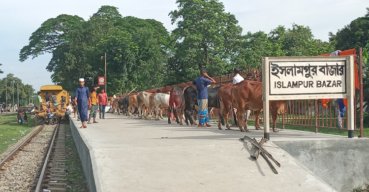 জামালপুর থেকে ৮০০ গরু নিয়ে ‘ক্যাটল স্পেশাল ট্রেন’ ঢাকায়