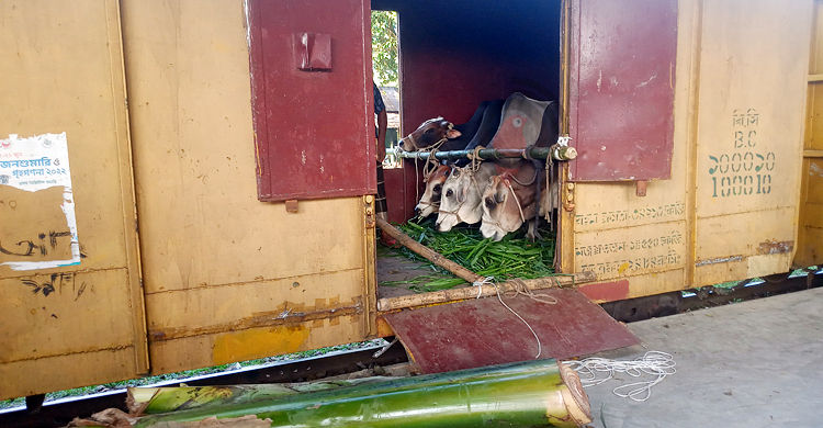জামালপুর থেকে ৮০০ গরু নিয়ে ‘ক্যাটল স্পেশাল ট্রেন’ ঢাকায়