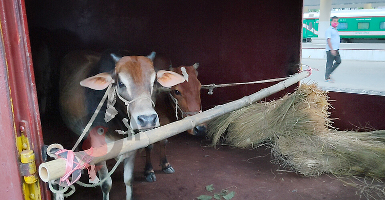 প্রথম দিনই সাড়া ফেলেছে ক্যাটল স্পেশাল ট্রেন-৪