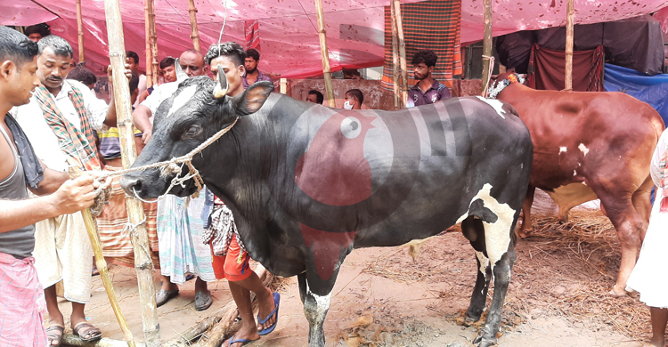 আড়াই লাখ টাকার গরুর দাম উঠেছে দেড় লাখ