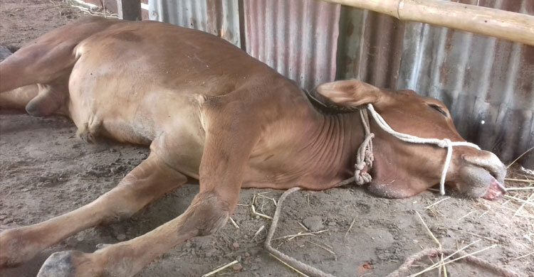 এক এক করে ১০টি গরুর মৃত্যু, থানায় জিডি