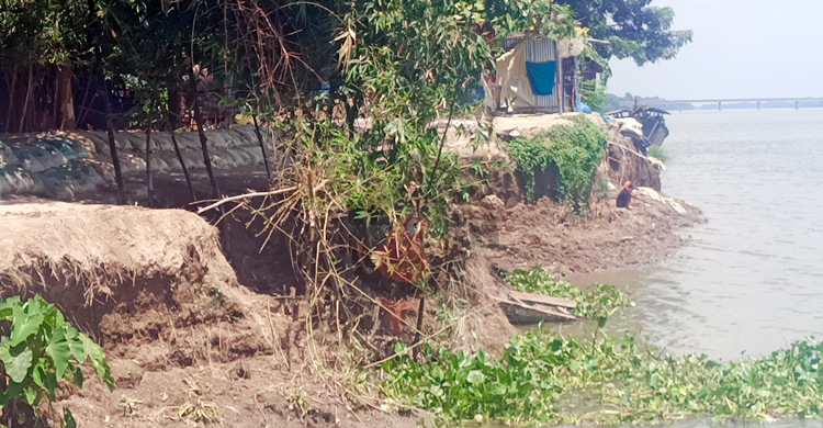 মহানন্দার ভাঙনে তলিয়ে যাচ্ছে ঘরবাড়ি, আতংকে কয়েকশ পরিবার