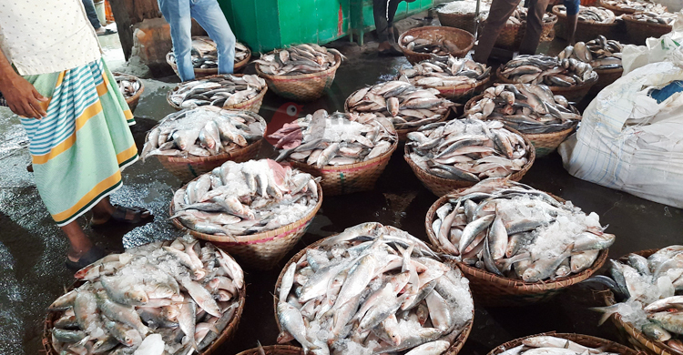 ভারতে আবারও ইলিশ রপ্তানি শুরু