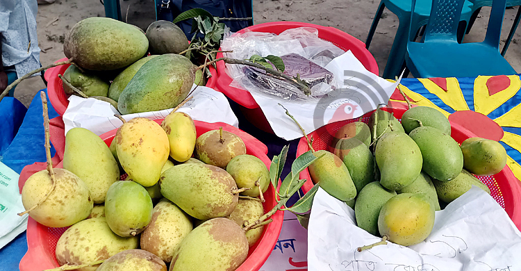 চৈত্র মাসেও মিলছে পাকা আম, কেজি ৫০০