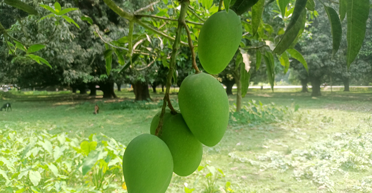 চাঁপাইনবাবগঞ্জে পরিপক্ব হলেই পাড়া যাবে আম