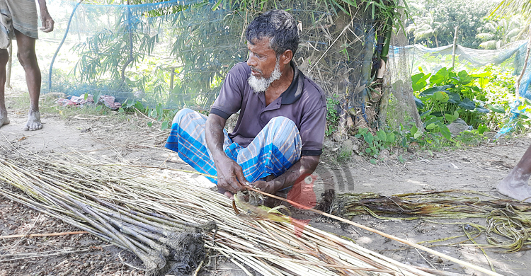 চাঁদপুরে অর্ধেকে নেমেছে পাটের দাম, হতাশ কৃষক
