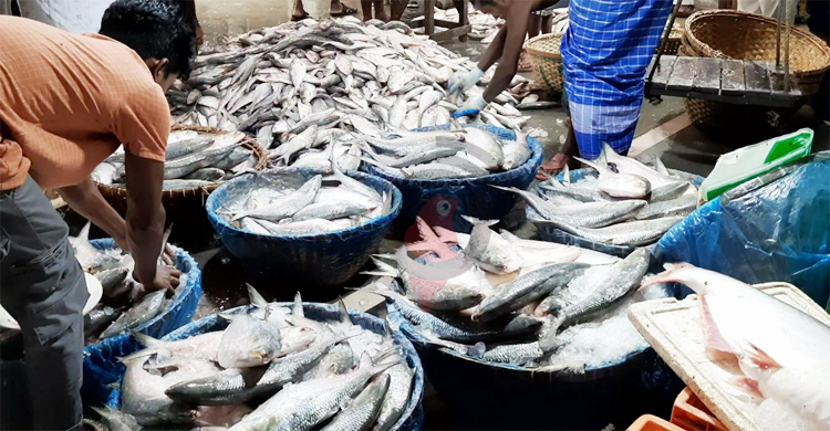 ইলিশে ভরে গেছে চাঁদপুরের ঘাট, কমেছে দাম