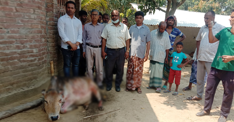 আগুনে ২৬ গরু হারিয়ে দিশেহারা সলেমান