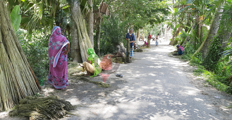 চাঁদপুরে অর্ধেকে নেমেছে পাটের দাম, হতাশ কৃষক