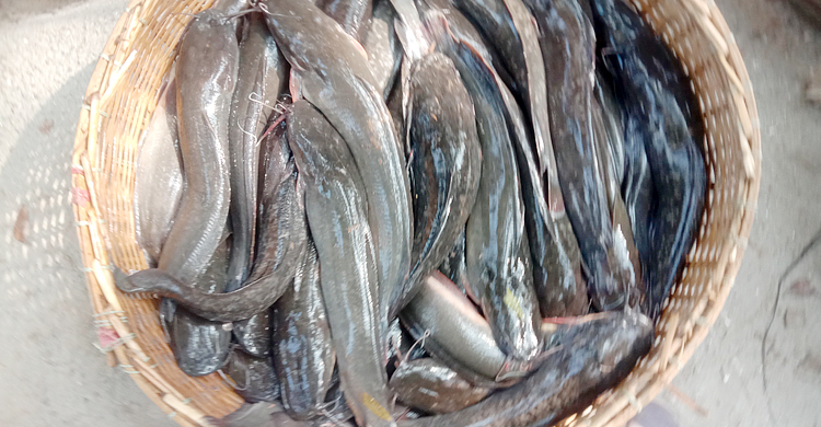 জব্দ ৮ মণ ‘আফ্রিকান মাগুর’ গেলো এতিমখানায়