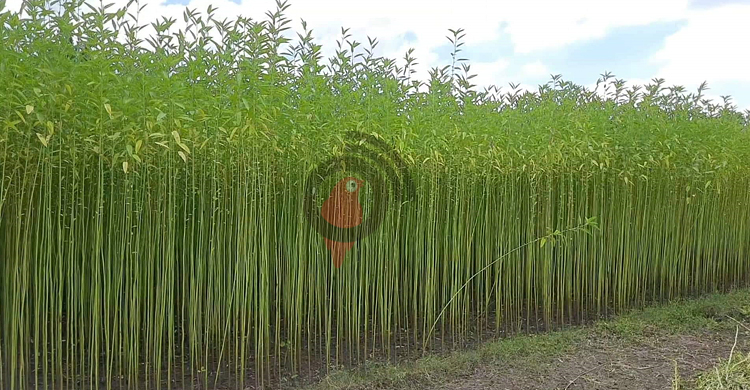 চাঁদপুরে অর্ধেকে নেমেছে পাটের দাম, হতাশ কৃষক