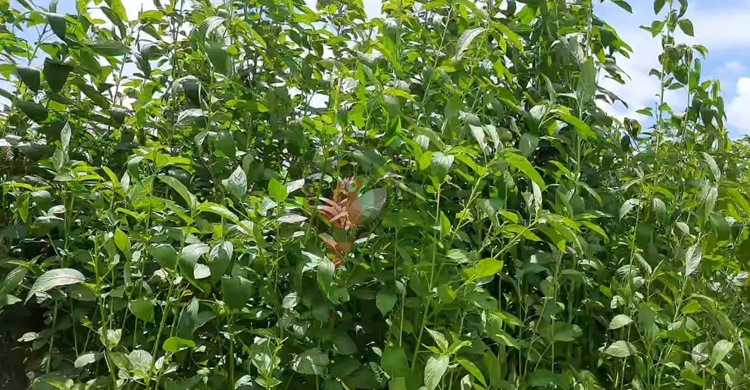 চাঁদপুরে অর্ধেকে নেমেছে পাটের দাম, হতাশ কৃষক