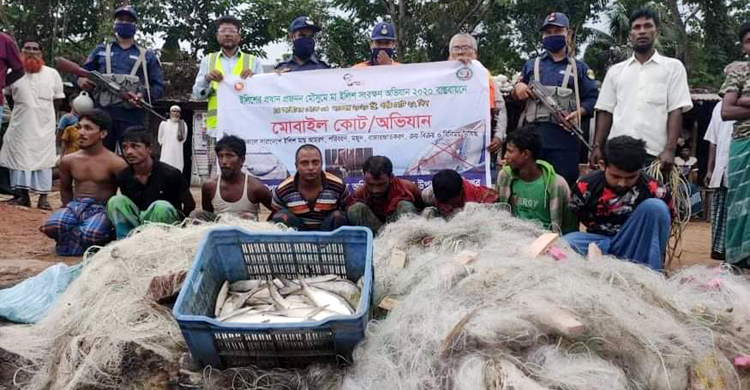 মা-ইলিশ শিকারে কৌশলী জেলে বেপরোয়া ব্যবসায়ী