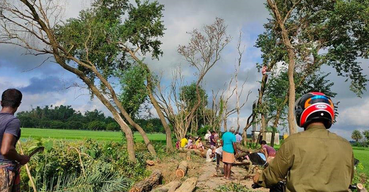 তাজা গাছ মরা বলে পানির দরে বেচলো বরেন্দ্র উন্নয়ন কর্তৃপক্ষ