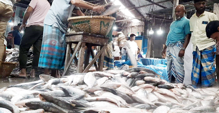 উপকূলীয় অঞ্চলের ইলিশে সয়লাব চাঁদপুরের মাছ ঘাট, দামও কম