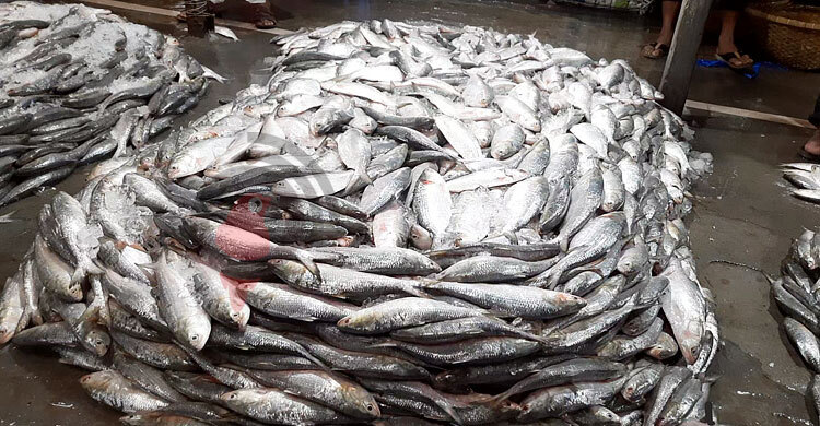 দাম কমলেও নাগালে আসেনি চাঁদপুরের ইলিশ