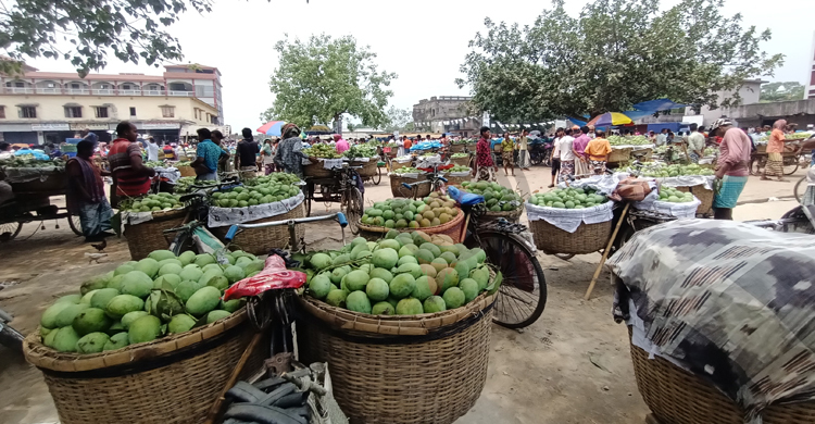 কানসাটে ভিডিও কলে আম দেখে অর্ডার নিচ্ছেন ব্যবসায়ীরা