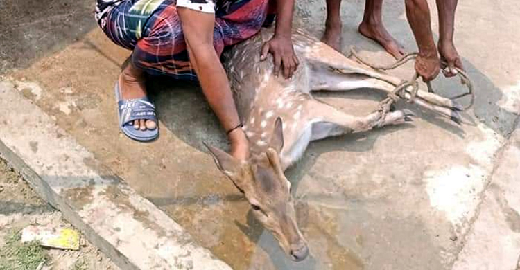 নদীতে ভেসে যাওয়ার সময় হরিণ উদ্ধার, বনে অবমুক্ত