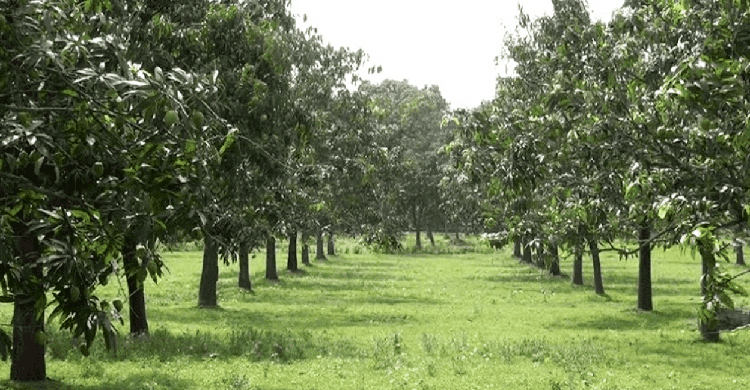 চাঁপাইনবাবগঞ্জে আম চুরির অভিযোগে পিটিয়ে হত্যা