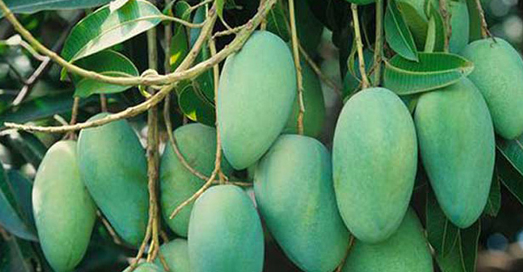 চাঁপাইনবাবগঞ্জে আম পাড়ার সময়সীমা নির্ধারণ না করার সিদ্ধান্ত