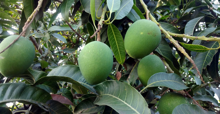 ২৫ লাখ গাছের আম নিয়ে হতাশায় ভুগছেন চাঁপাইনবাবগঞ্জের চাষিরা