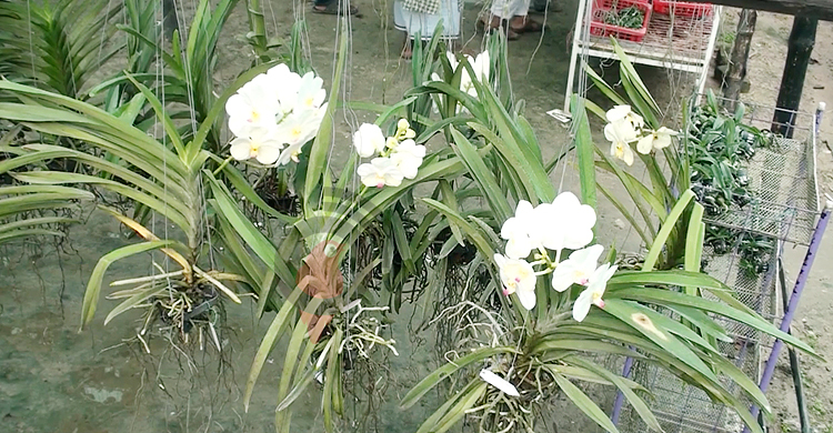 ২০০ রকমের অর্কিড ফুলের সমাহার মোহাম্মদ আলীর আঙিনায়