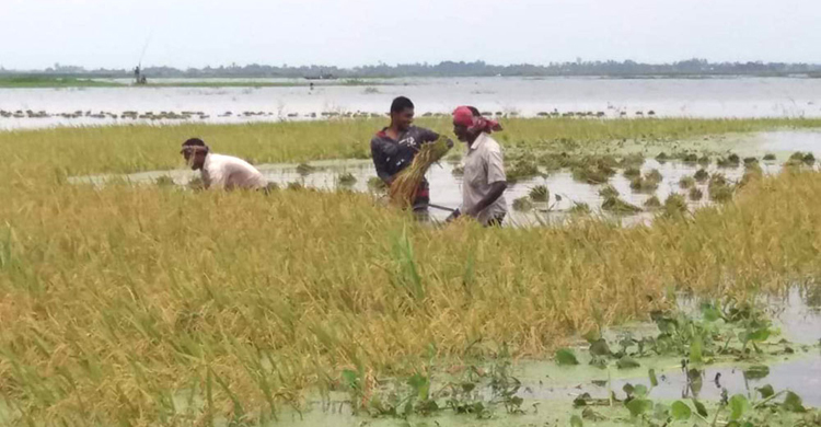 শ্রমিক সংকটে পাবনার চলন বিলাঞ্চলে তলিয়ে যাচ্ছে কৃষকের স্বপ্ন
