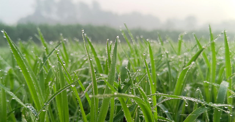 চুয়াডাঙ্গায় ঘন কুয়াশা, ফসল নিয়ে শঙ্কায় কৃষক