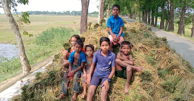ঈদ ভুলে ধান শুকাতে ব্যস্ত হাওরপাড়ের শিশুরা