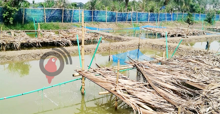 পুকুরেই হবে গলদা চিংড়ির পোনা উৎপাদন : গবেষণা