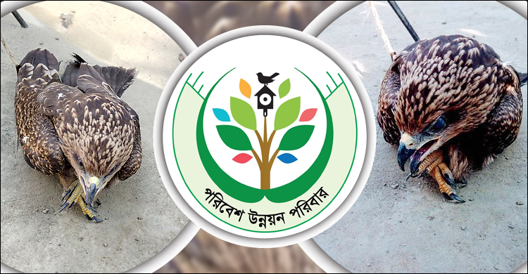 অসুস্থ ভুবন চিলের সেবা করল পরিবেশ উন্নয়ন পরিবার