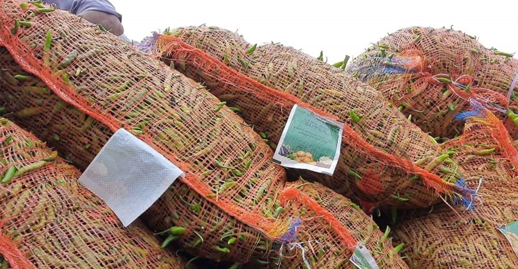 হিলি বন্দর দিয়ে কাঁচামরিচ আমদানি শুরু, কমেছে দাম