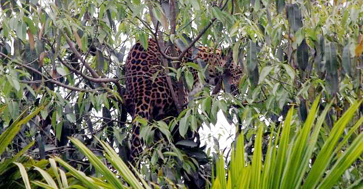 ভূরুঙ্গামারীতে বাঘ আতঙ্ক, রাত জেগে পাহারায় এলাকাবাসী
