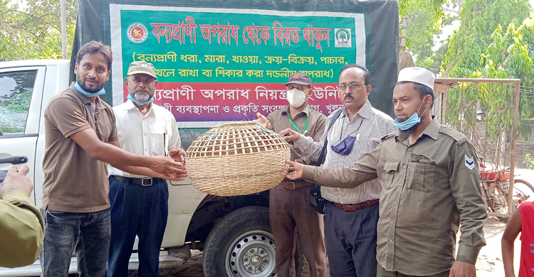 চুয়াডাঙ্গায় তিন শাবকসহ মেছো বাঘ উদ্ধার