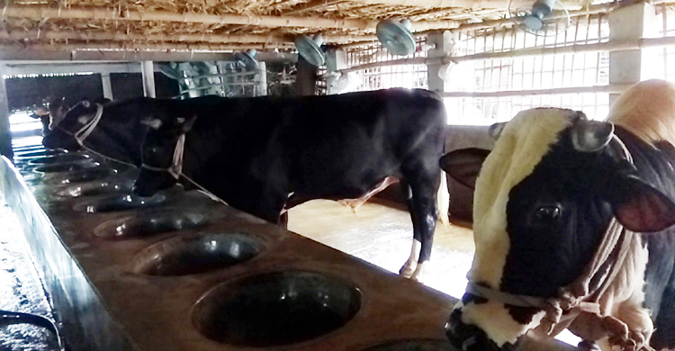 এখনও ব্যাপারীর দেখা নেই, দুশ্চিন্তায় খামারিরা