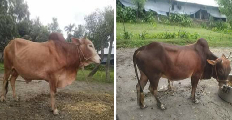পটুয়াখালীতে বেড়েছে গরু চুরি, অসহায় খামারিরা
