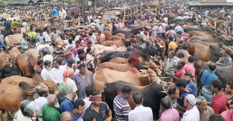 চুয়াডাঙ্গায় জমে উঠেছে কোরবানির পশুর হাট