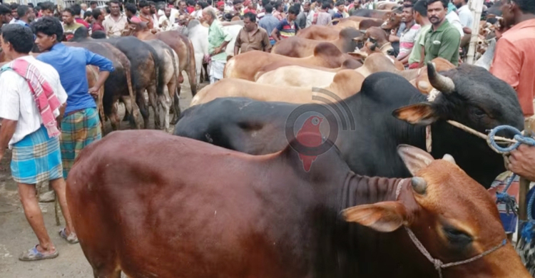 চুয়াডাঙ্গায় জমে উঠেছে কোরবানির পশুর হাট