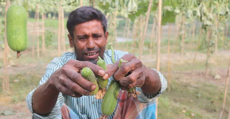 উপড়ে ফেলা হলো বর্গা নেওয়া ৩০ শতাংশ জমির সবজি