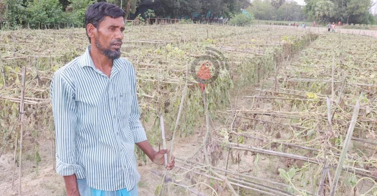উপড়ে ফেলা হলো বর্গা নেওয়া ৩০ শতাংশ জমির সবজি