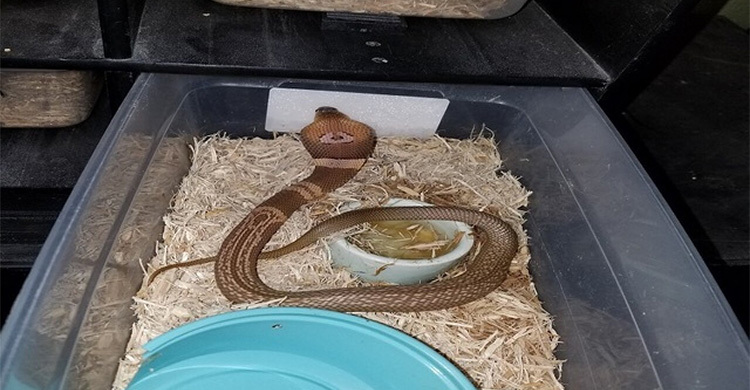 পালিয়ে যাওয়া কিং কোবরা নিজেই ফিরলো ঘরে