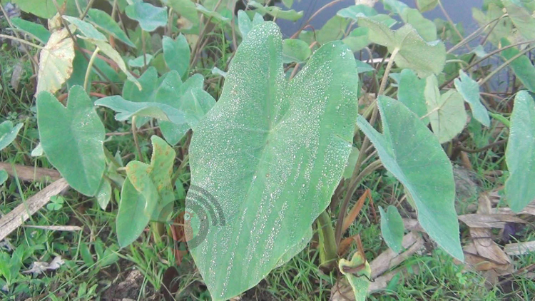 হিমালয় কন্যা পঞ্চগড়ে শীতের আমেজ