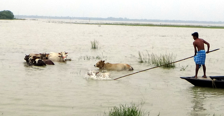 রাজবাড়ীতে পদ্মার পানি আরও কমেছে