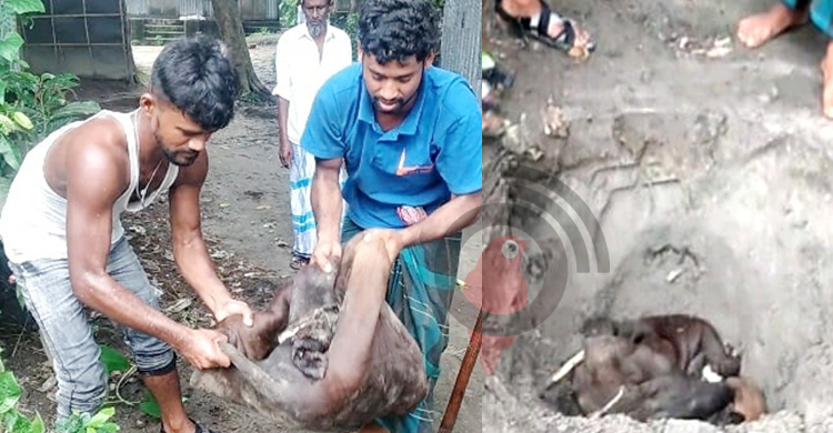 ‘দেড় লাখ টাকার গরুর চামড়ার দাম বলছে ১০০ টাকা’
