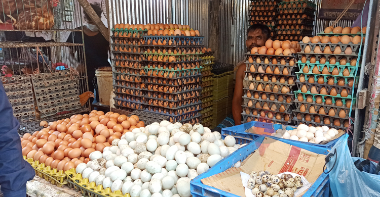 কুমিল্লায় হালিতে ডিমের দাম কমলো ৮ টাকা